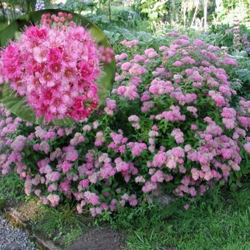Spiraea japonica 'Manon' - Jaapani enelas 'Manon' C5/5L